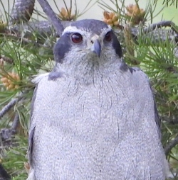 Fundraising Page Image