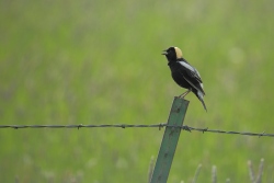 Fundraising Page Image